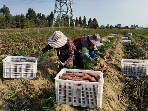 深耕深汕協(xié)作，做大做優(yōu)“農(nóng)業(yè)蛋糕”，讓“菜籃子”更豐富美味