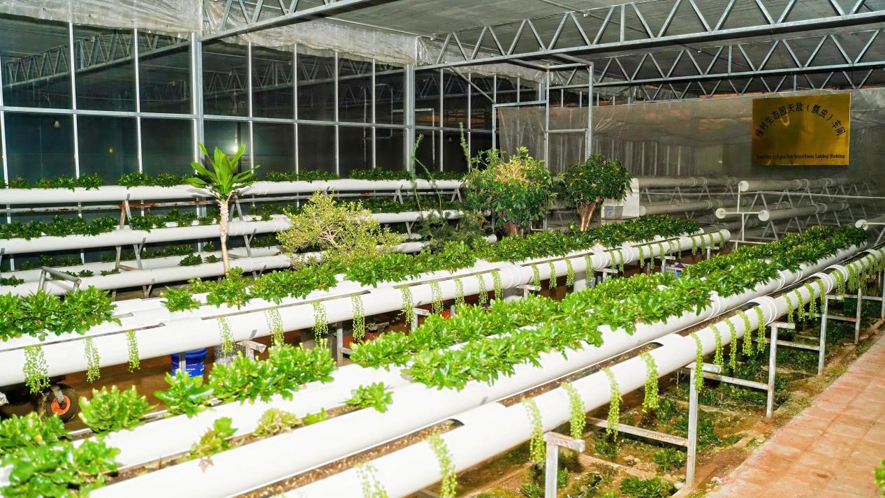 山海間的“豐”味答卷 青島農(nóng)品以創(chuàng)新實(shí)踐聯(lián)通城鄉(xiāng)促共富